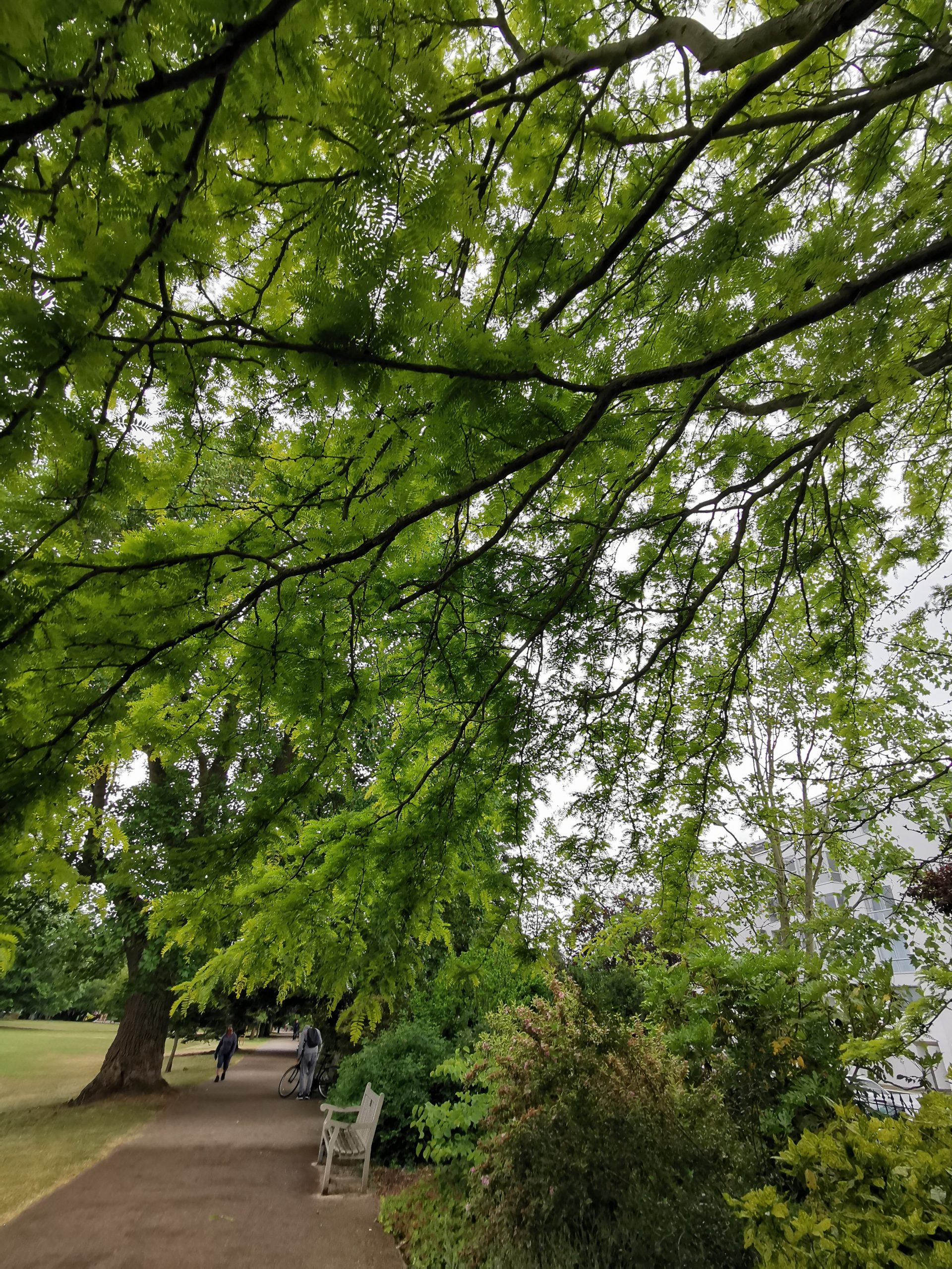 Gleditsia Triacanthos