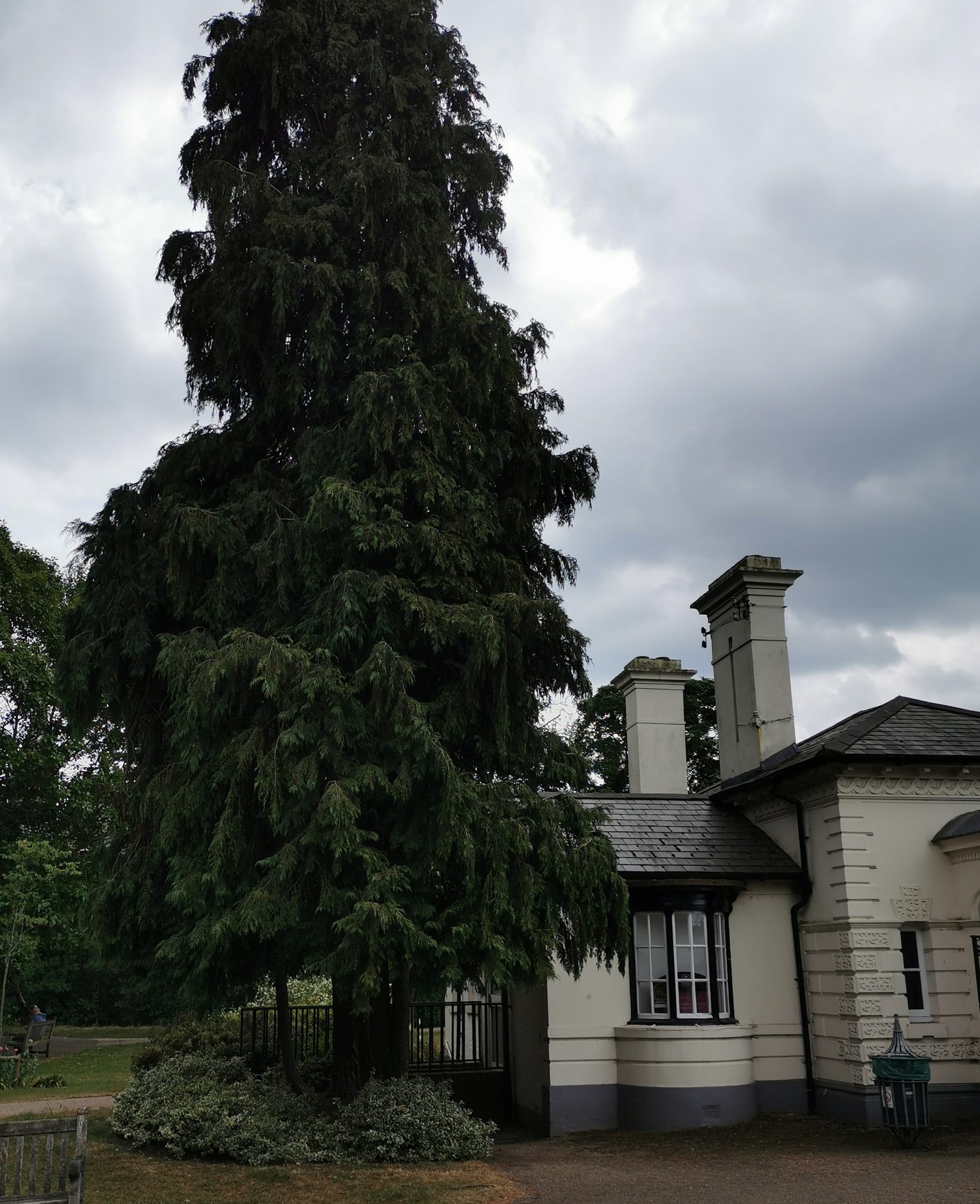 Lawson Cypress – Jephson Gardens