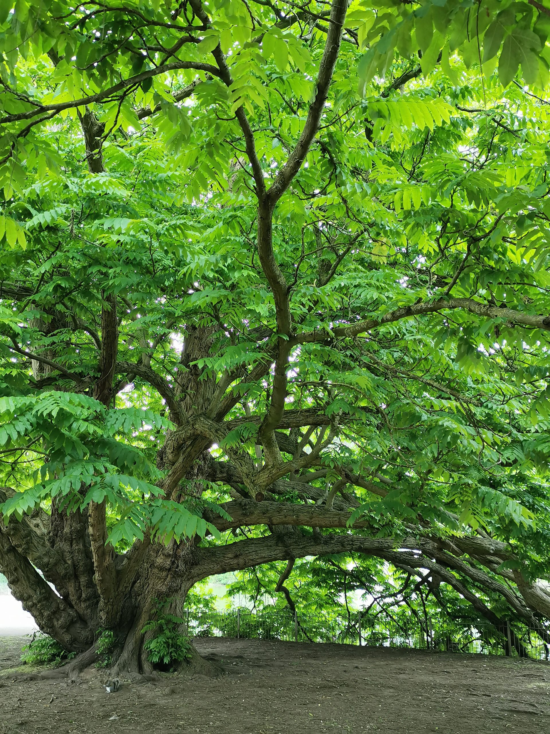 Pteroccarya fraxinifolia