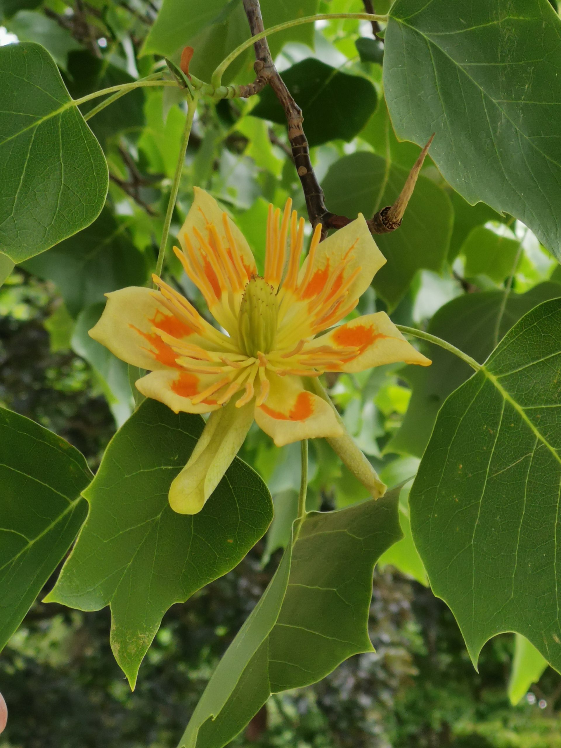 Tulip tree