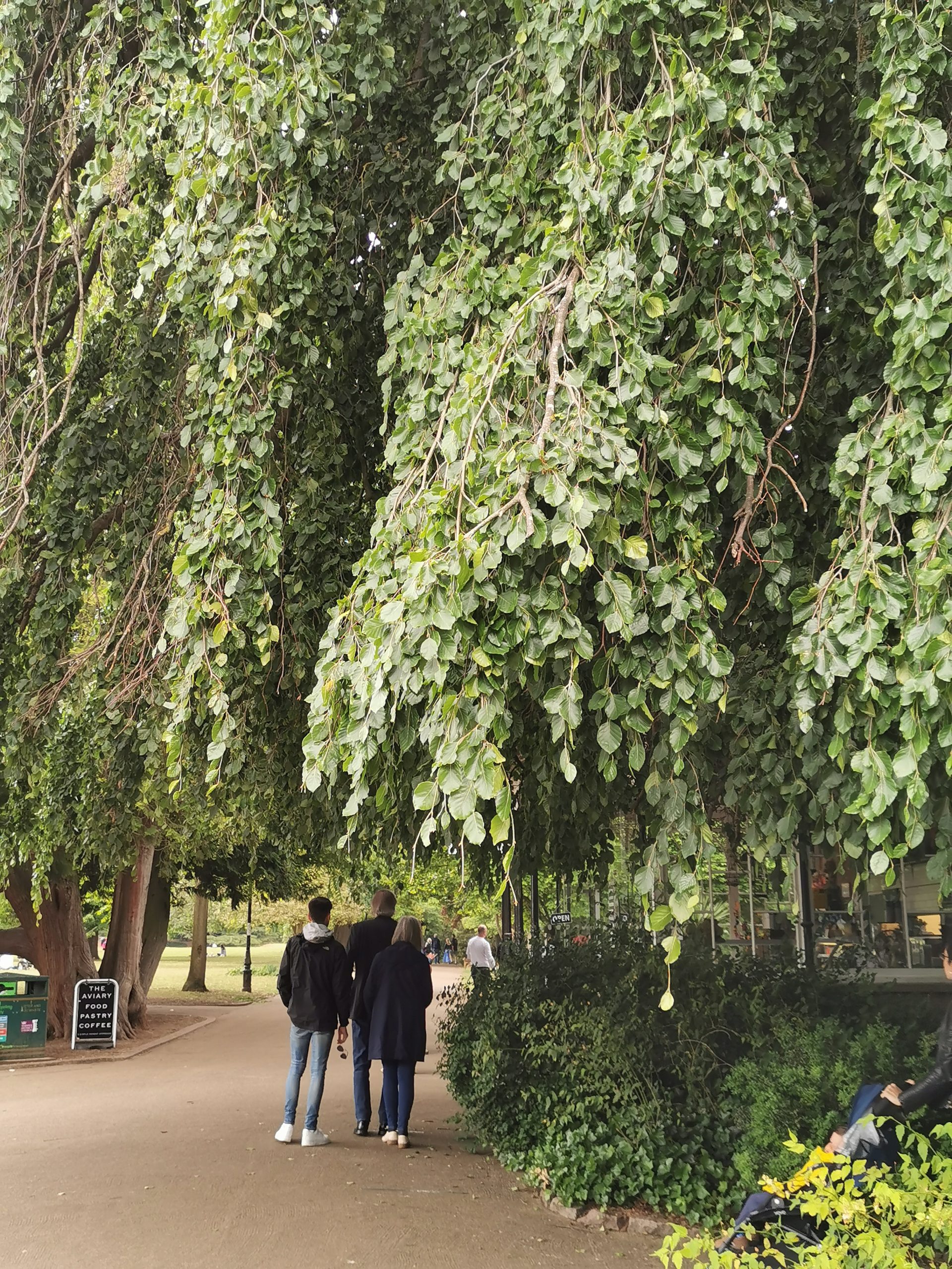 Weeping beech