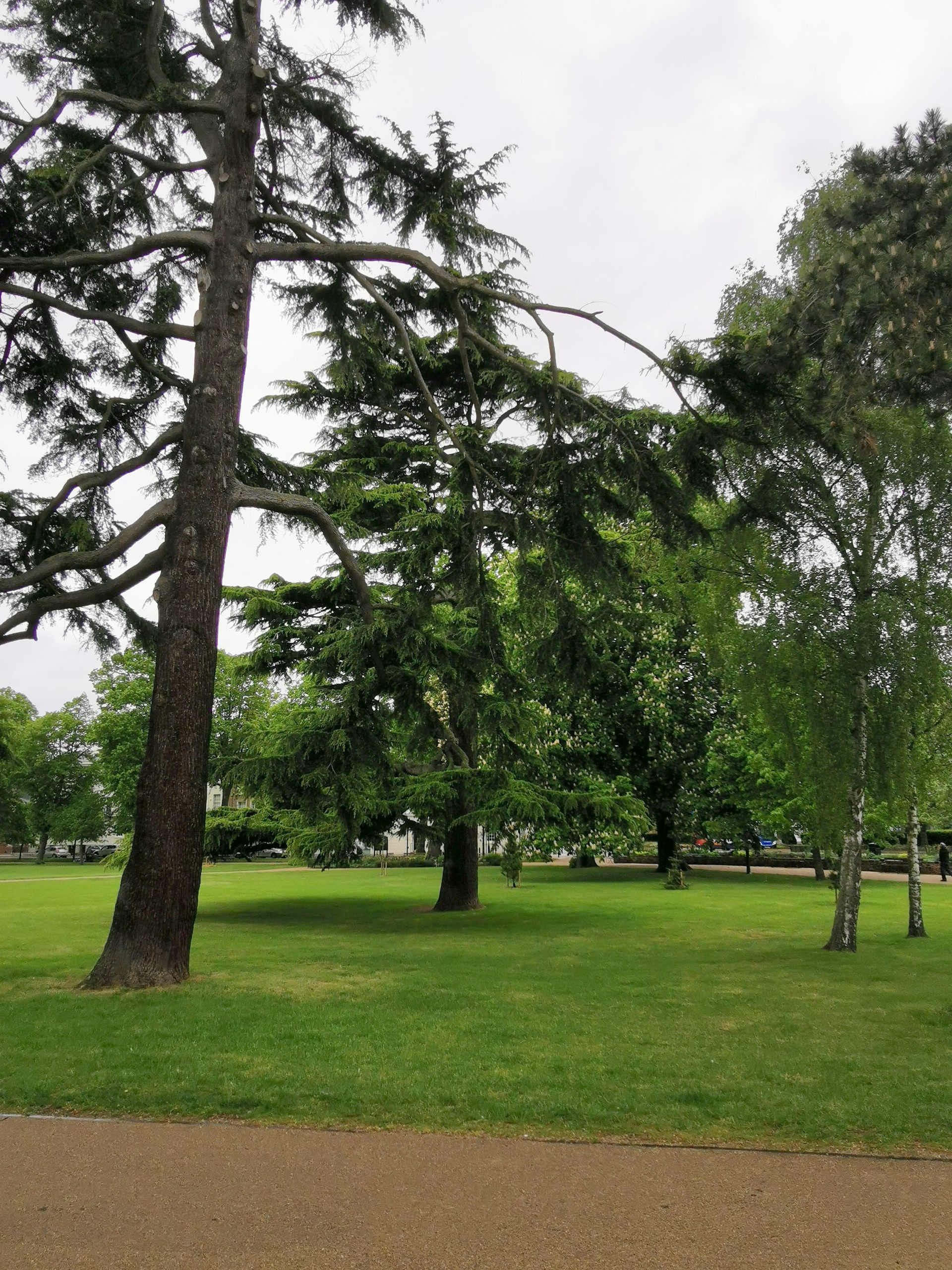 Trees in the Pump Rooms