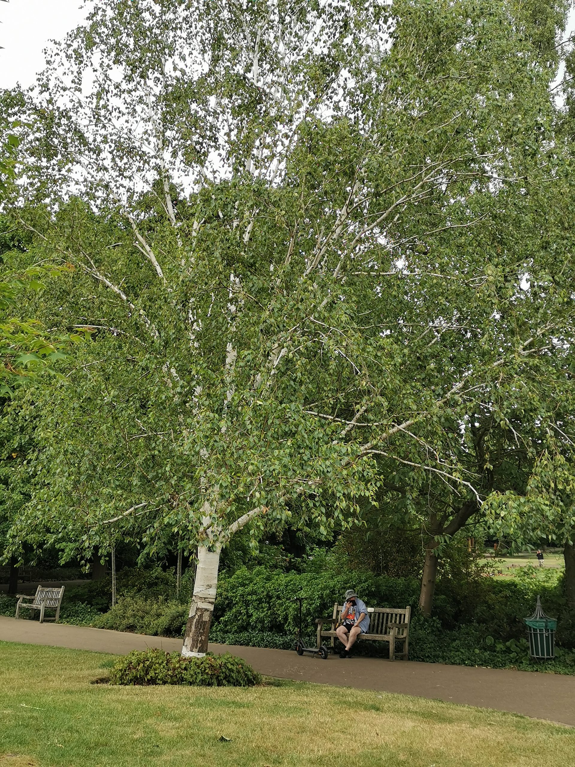 Himalayan birch, Jephson Gardens